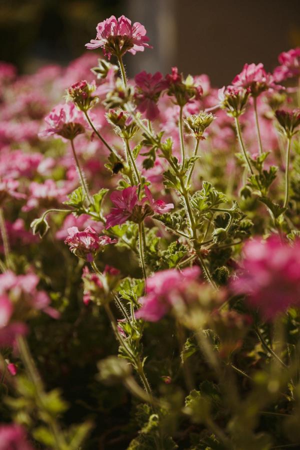 Sunny Garden